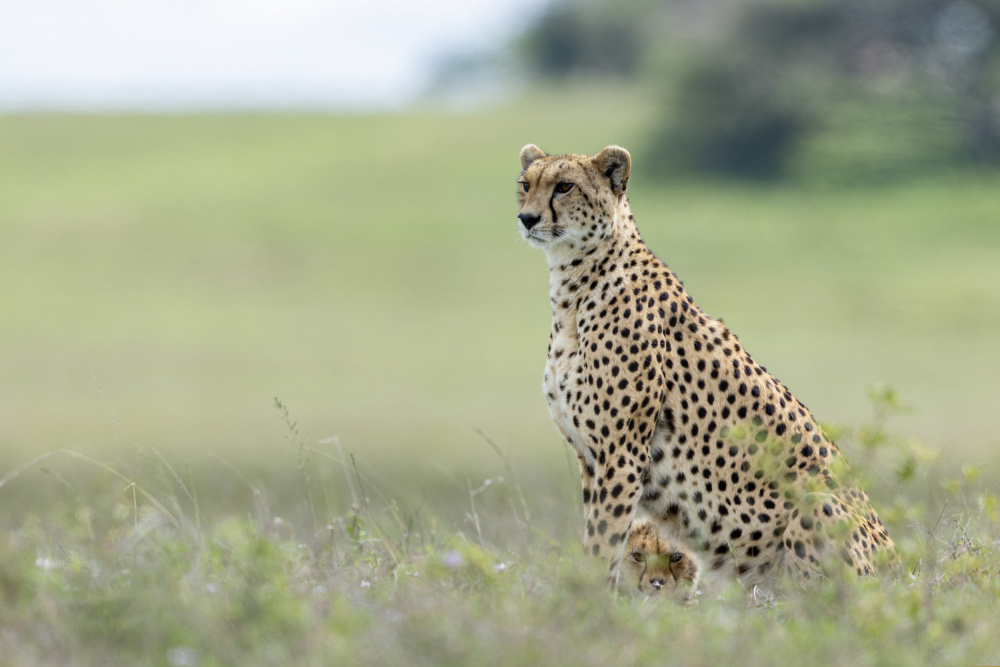 Hidden von Alessandro Catta