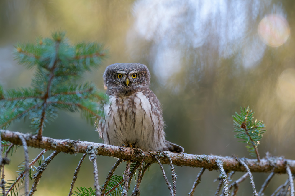Pygmy Owl von Alessandro Rossini