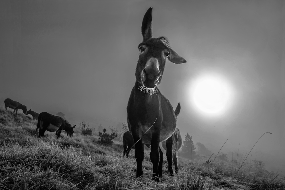 Friend von Alessandro Traverso