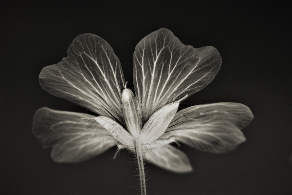 clarity von Alex Caminker