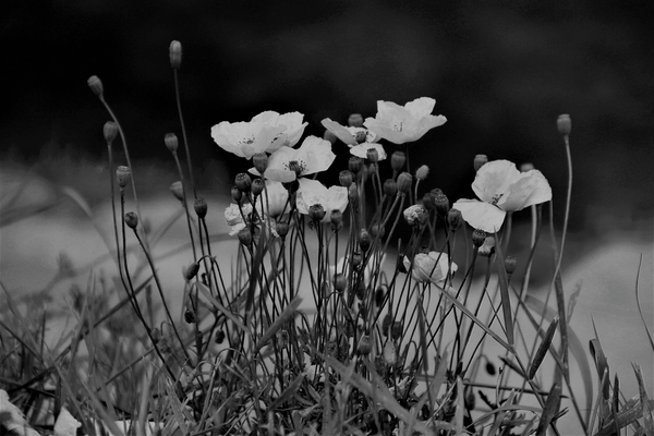 Community von Alex Caminker