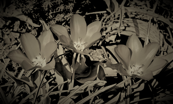 family von Alex Caminker