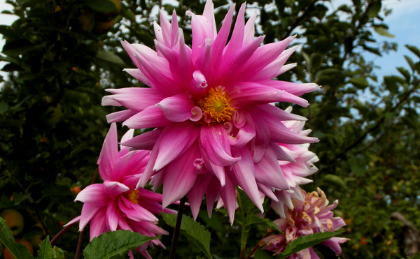 Garden von Alex Caminker