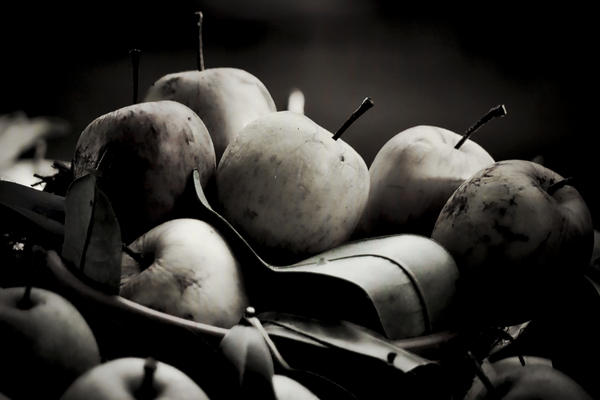 harvest von Alex Caminker