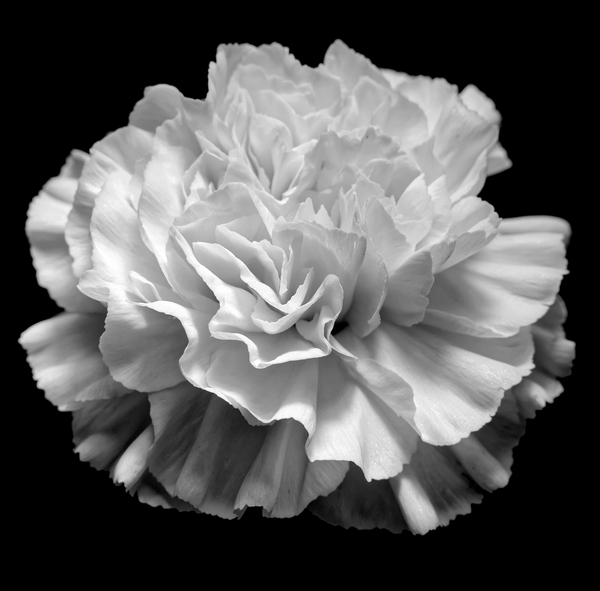 natural geometry II von Alex Caminker