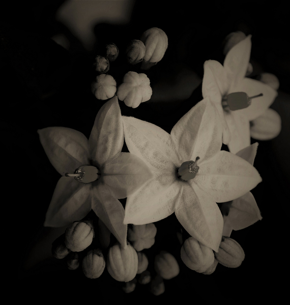 organic buildings von Alex Caminker