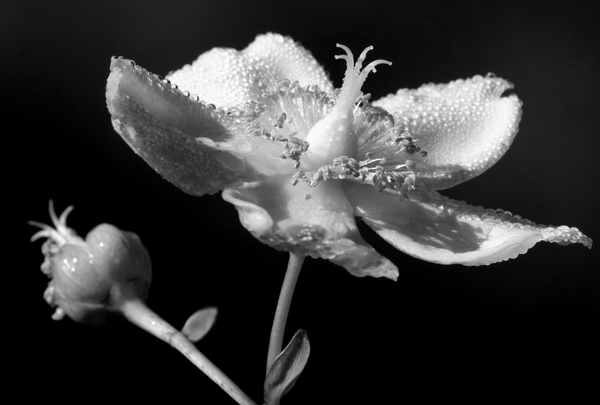 organic sculpture von Alex Caminker