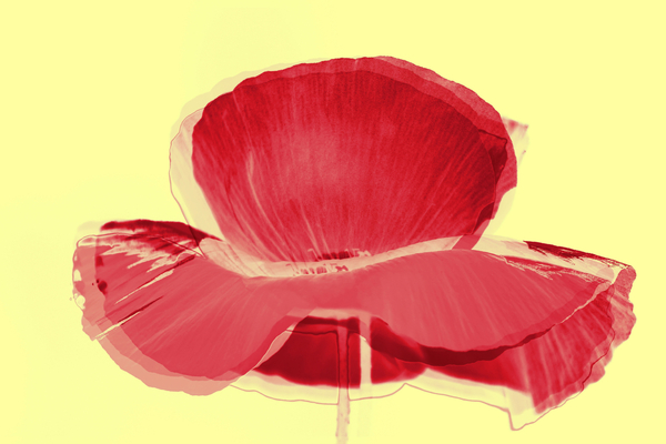 red tulip von Alex Caminker