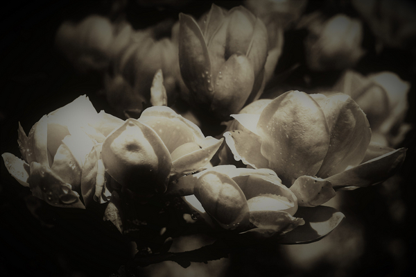 secret anatomy von Alex Caminker