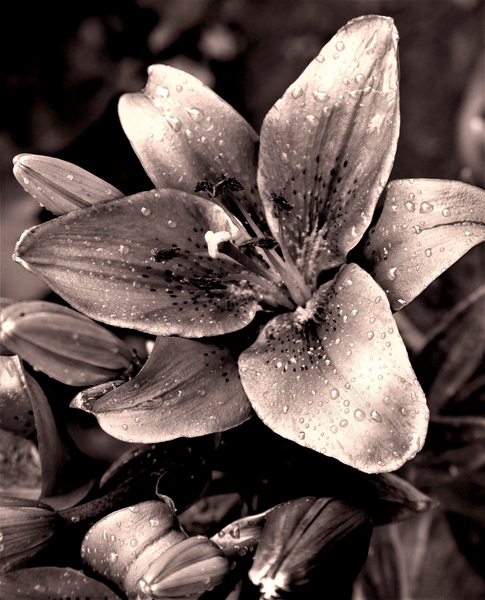 Silver von Alex Caminker