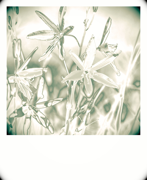 silver plants von Alex Caminker