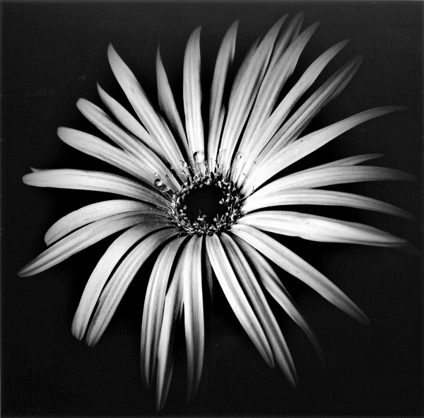 Star von Alex Caminker