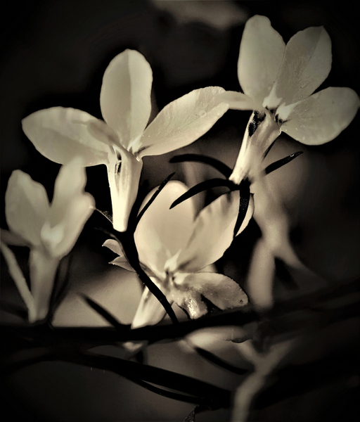 static dance von Alex Caminker