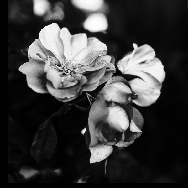 three flowers von Alex Caminker