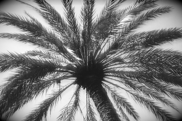 tree trunk and leaves von Alex Caminker