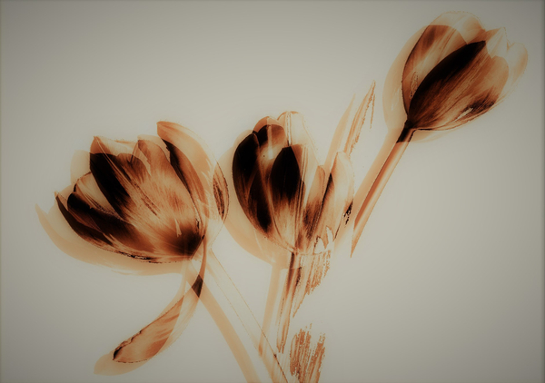 tulips von Alex Caminker
