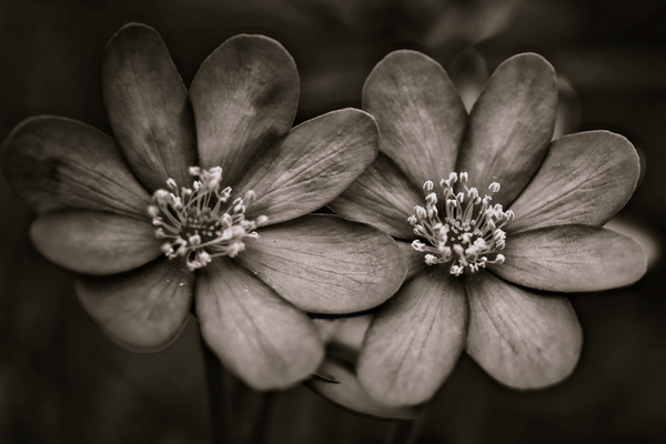 twins von Alex Caminker