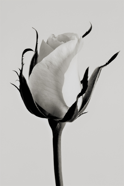 white rose von Alex Caminker