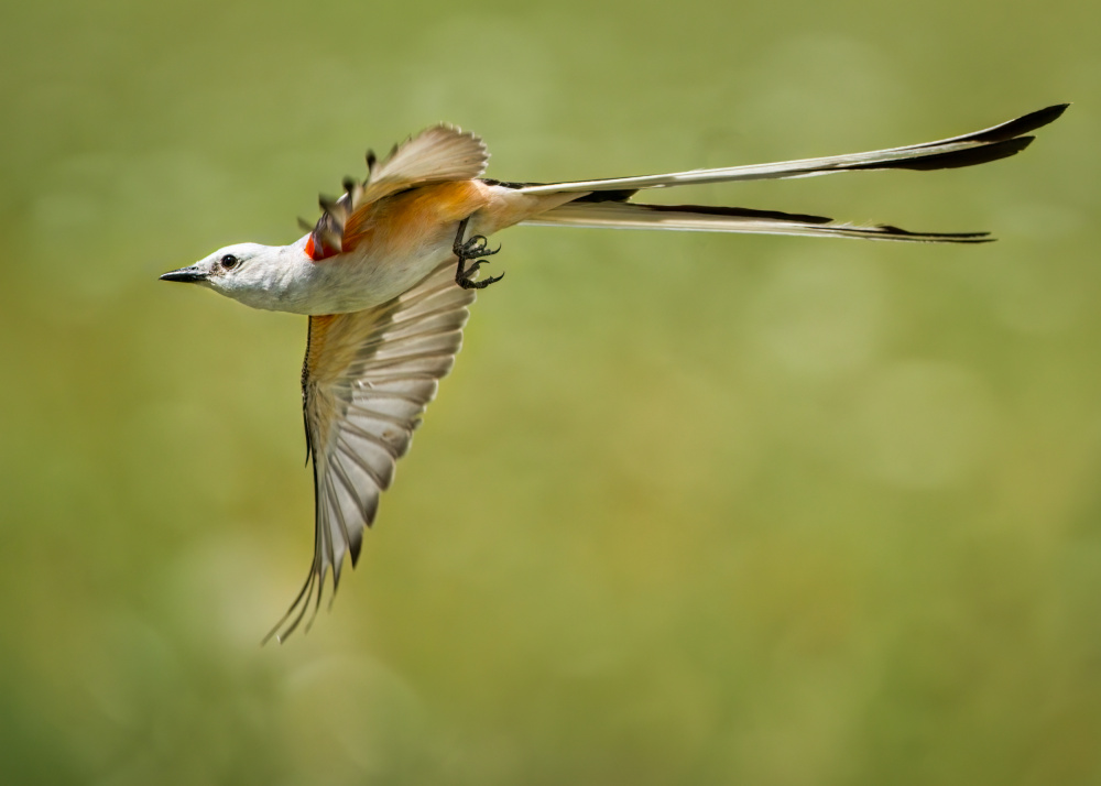 Scissor-tailed flycatcher von Alex Li