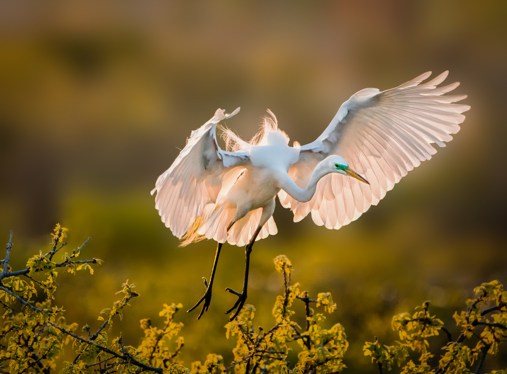 Homecoming von Alex Li