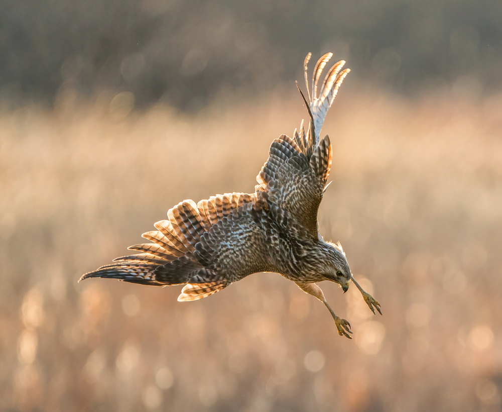 Steep Dive von Alex Li