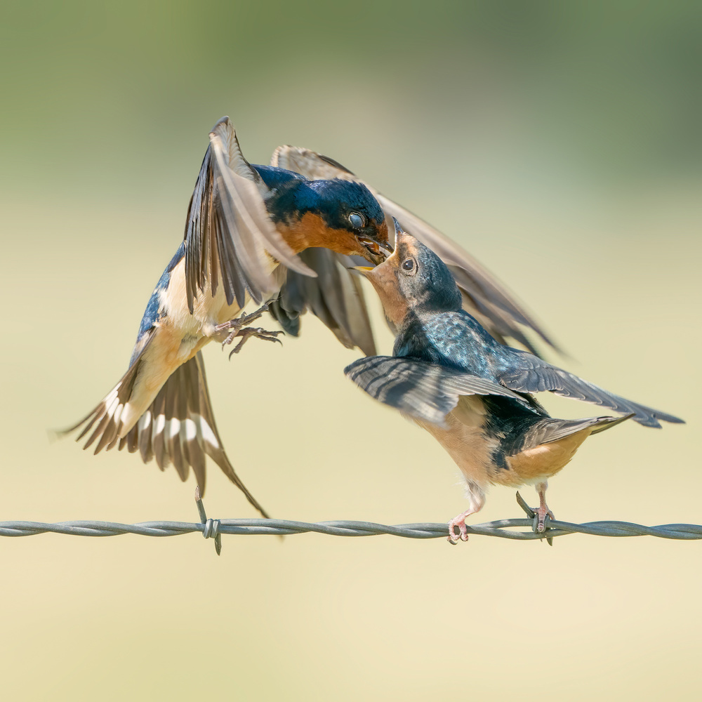 Sweet Home von Alex Li