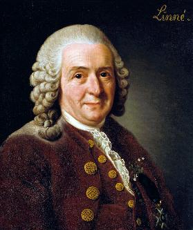 Porträt von Carl von Linné (1707-1778)