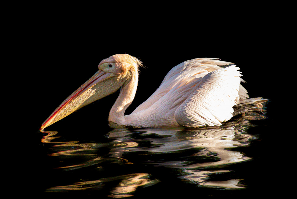 Scrambled pelican von Alexandra Isbasoiu