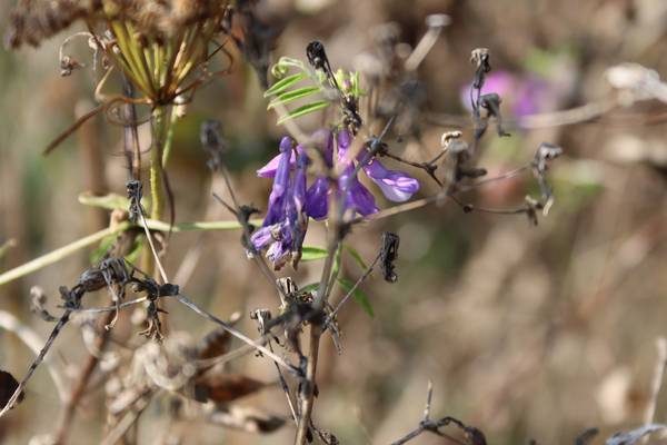der letzte Sommertag  von Alexandra  Joseph 