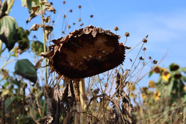 Ende des Sommers von Alexandra  Joseph 