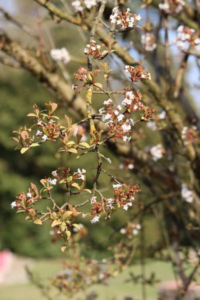 Frühlingsanfang von Alexandra  Joseph 