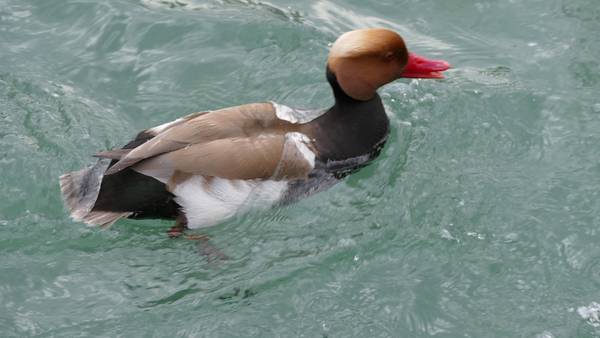 Mandarinente von Alexandra  Joseph 