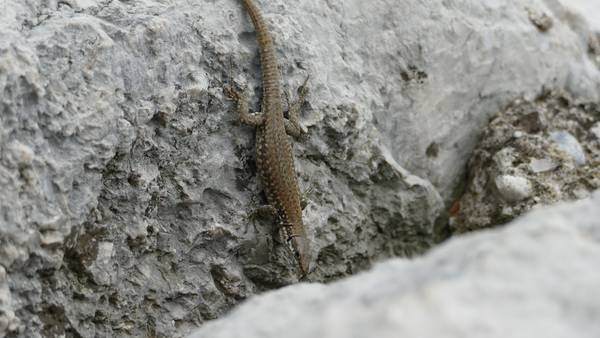 Mauerechse von Alexandra  Joseph 