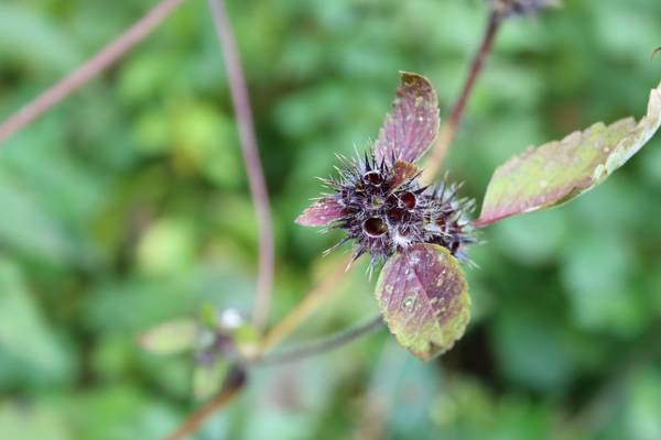 Nahaufnahme von Alexandra  Joseph 