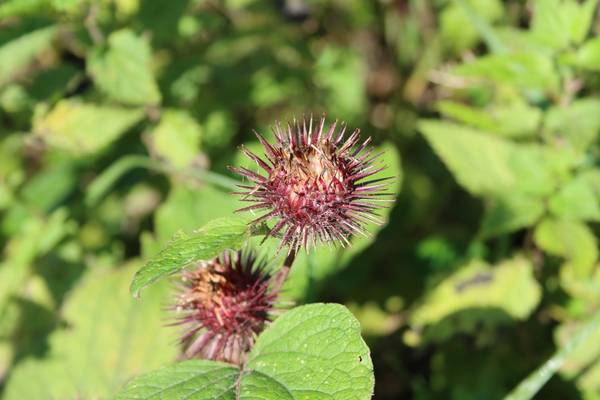 Natürliche Farben von Alexandra  Joseph 