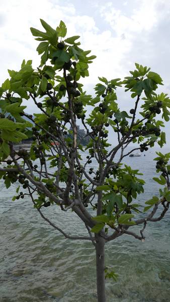 Olivenbaum  von Alexandra  Joseph 