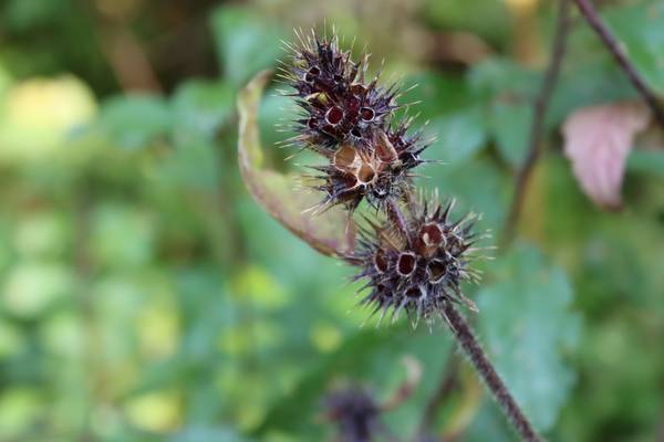 Vorsicht stachelig von Alexandra  Joseph 