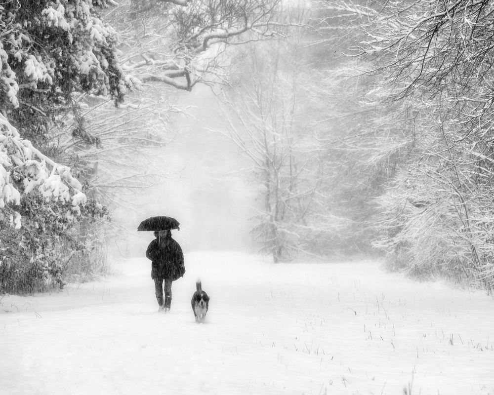 Companion von Alexej Schulz