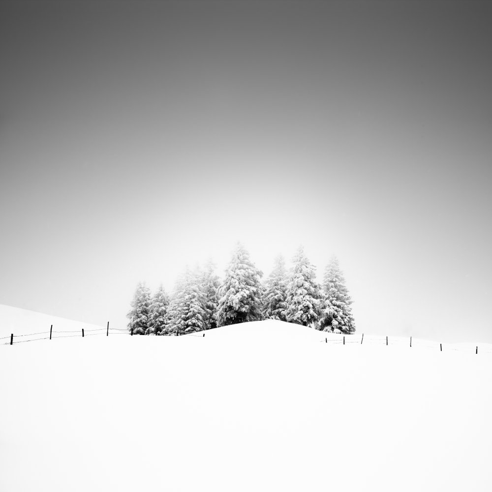 Cohesion von Alexej Schulz