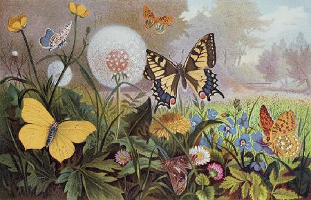 Butterflies, illustration from an Hungarian natural history book, c.1900 (colour litho)