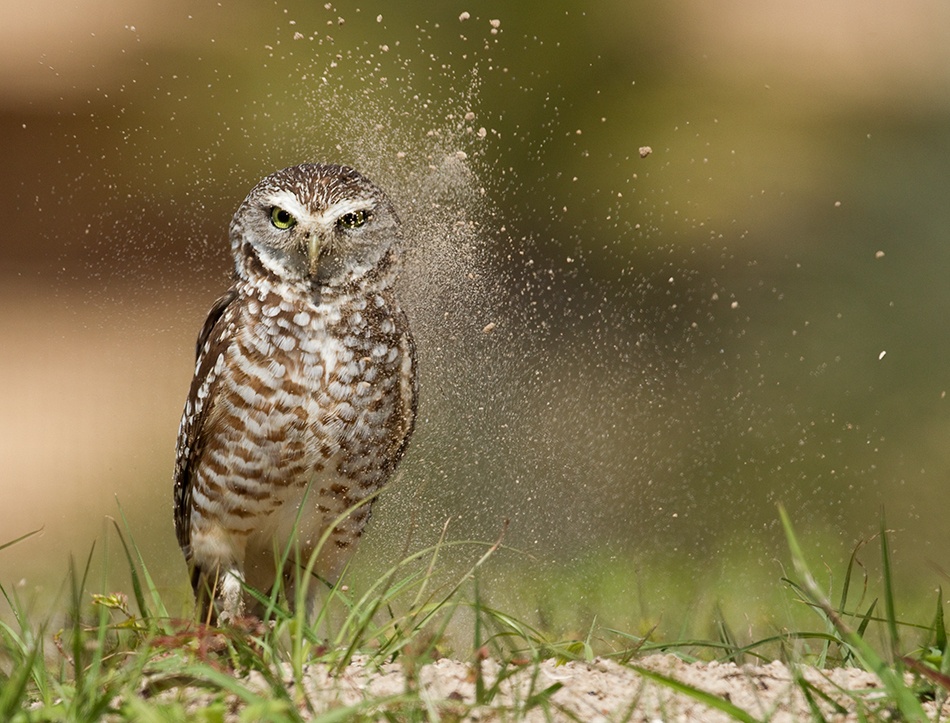 On Guard von Alfred Forns