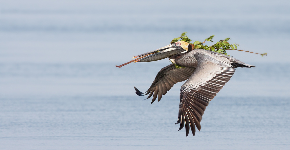 Happy Camper von Alfred Forns