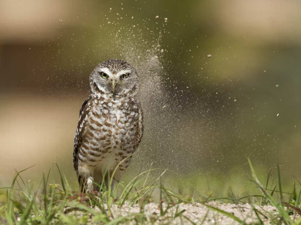 Last light at the nest !! von Alfred Forns