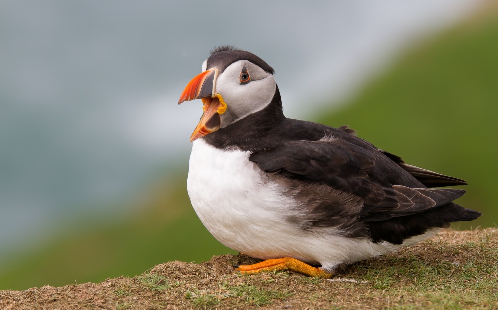 Posing for you !! von Alfred Forns