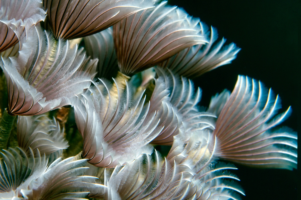 Feather Duster Worms von Alfred Forns