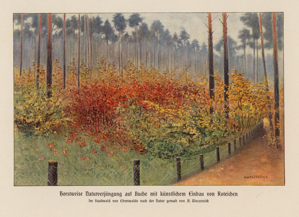 Regeneration of red beech trees in the Forest of Eberswalde, Germany von Alfred Weczerzick