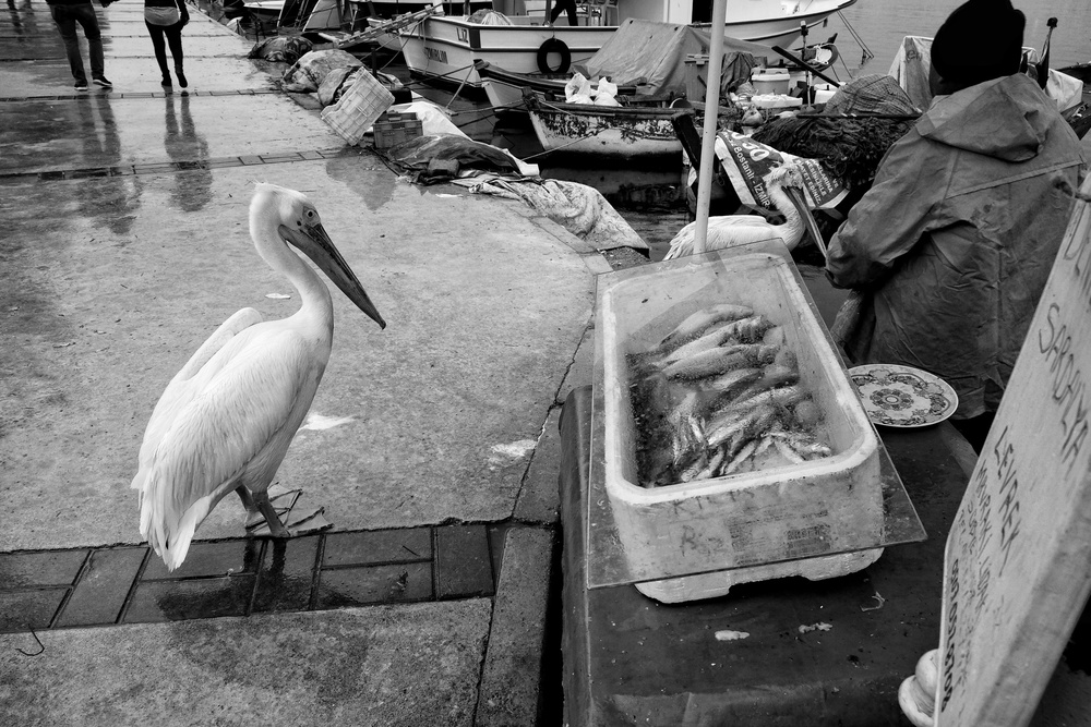 untitledl von Ali Ayer