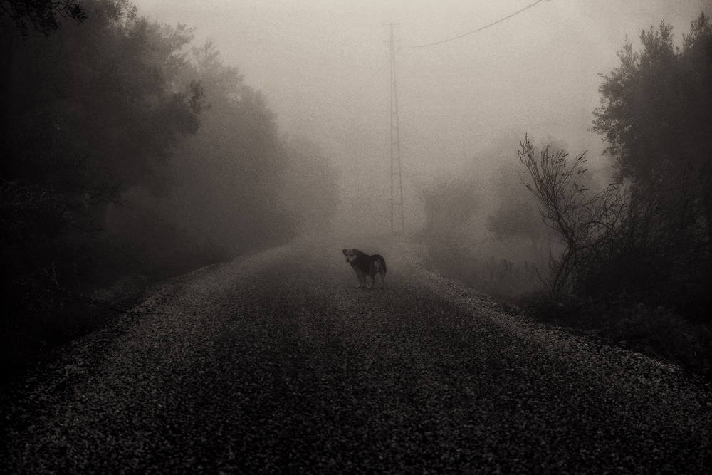 untitledl von Ali Ayer