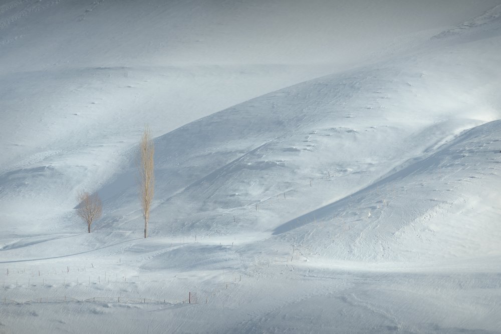 Snow and tree von Ali Fallahzadeh