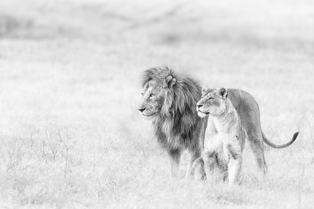 The couple in fine art von Ali Khataw